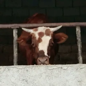 Öküz Göle