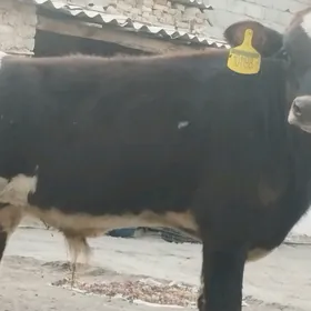 öküz