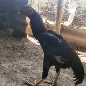 Horoz