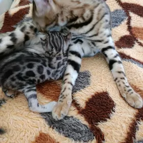 Бенгальские котята