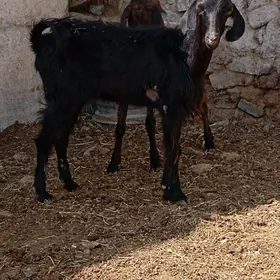 GEÇI