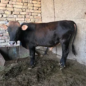 oküz