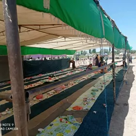 Toý palatka