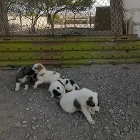 güjük it