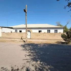 Satlyk jay
