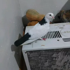 KEPDERI...