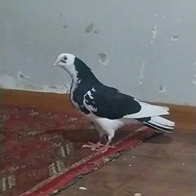 KEPDERI..