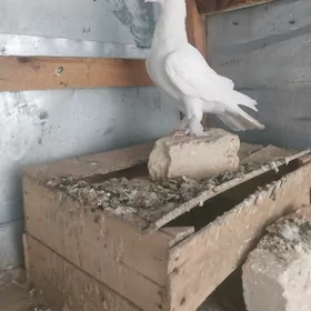 KEPDERI...