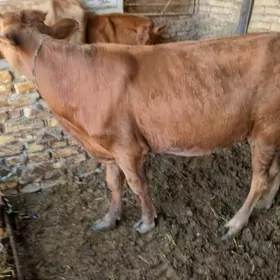 Ökuzce ve Unajyn