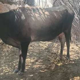 bogaz sygyr