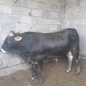 bakylan öküz