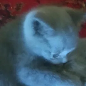 британский котенок
