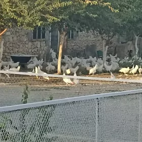 towuklar
