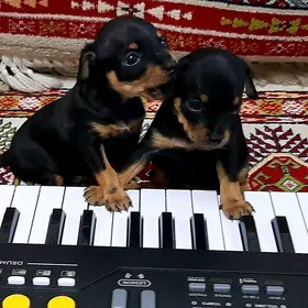 домашние дивотные /собаки