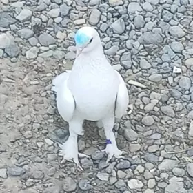 kepderi