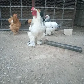 brama