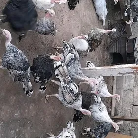 Индуклар