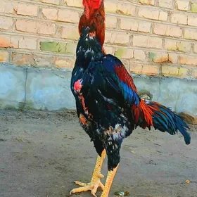 Ozbek horaz