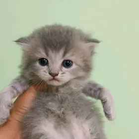 шотландские прямоухие котята