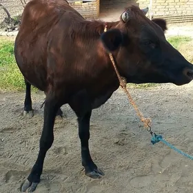 baklik unajin