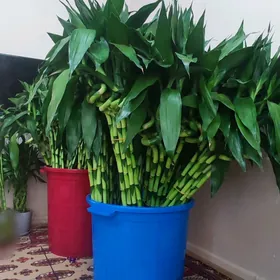 Королевский бамбук Bambuk