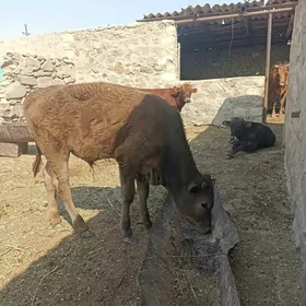 Okizceler