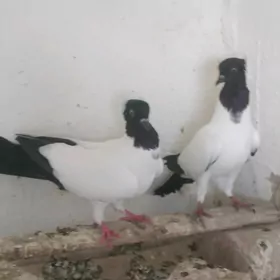 kepderi