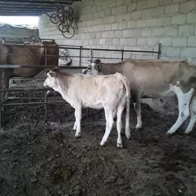 ULY  GÖLELI  SYGYR