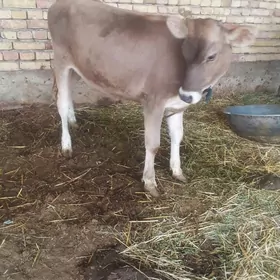 Göle