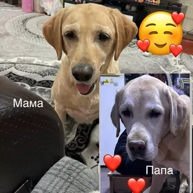 чистокровные лабрадоры