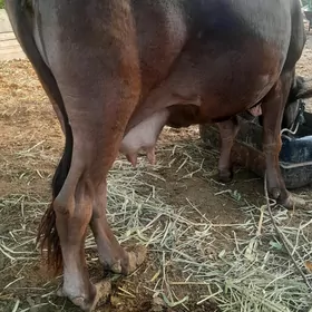 gysir sigir