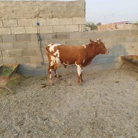 Okuz 2 sany