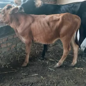 okuz tuwe