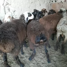 semiz toklular