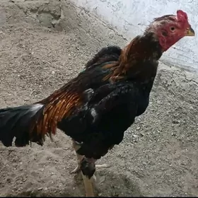 taskent horaz