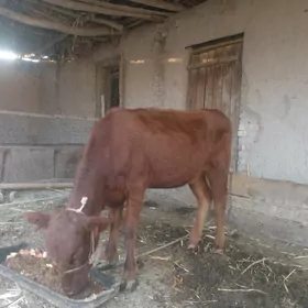 1ýaş gaçar