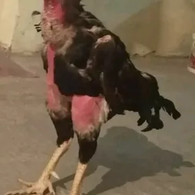 tasgent horaz