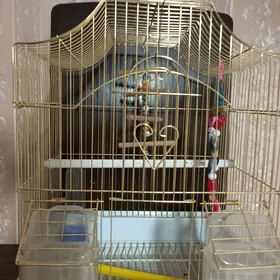 клетка