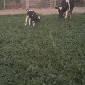 galyşteýin teze dogan