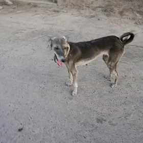 тазы авчы