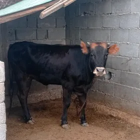 Tuwe gole