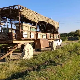 Bal ary tyleşkaly