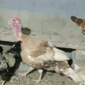 induk horaz