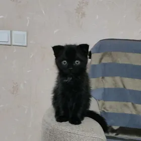котенок