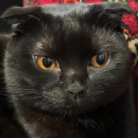 кот
