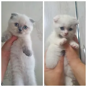 Шотландские котята