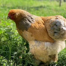 brama 
