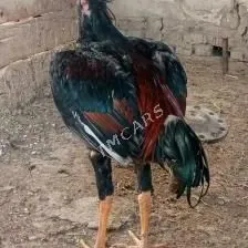 horaz