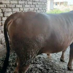 Tohum Öküz.