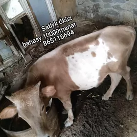 öküz
